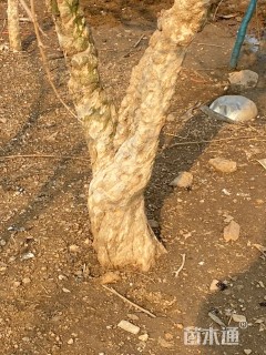 高度3000厘米果石榴