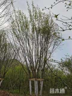 高度800厘米丛生五角枫