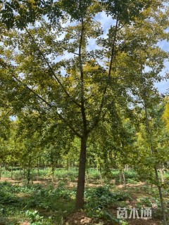 22公分嫁接银杏