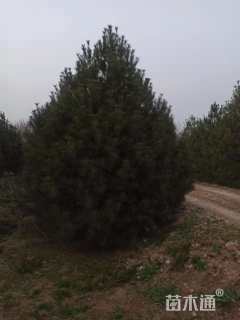 高度450厘米白皮松