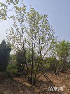 高度500厘米丛生蒙古栎