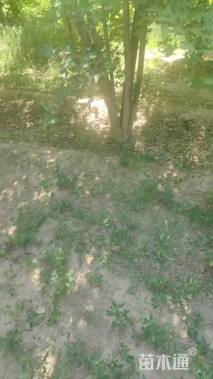 高度450厘米丛生五角枫