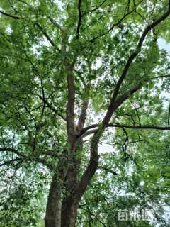 120公分榆树