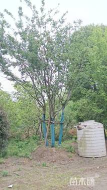 12公分(5杆)丛生朴树