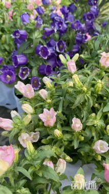 高度20厘米风铃草