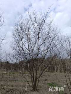 8公分(5杆)丛生榔榆