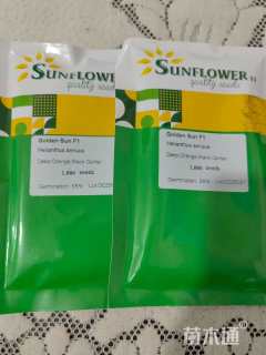 观赏向日葵种子向日葵种子