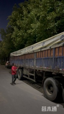 高度80厘米旱伞草