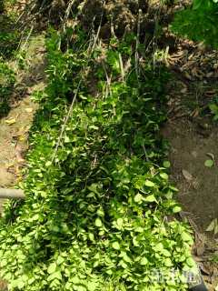 高度1.6厘米黄杨