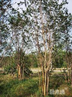 高度400厘米丛生紫薇