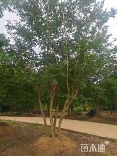 高度500厘米丛生紫薇