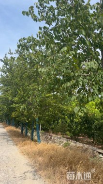 25公分朴树