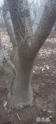 高度600厘米蜡梅