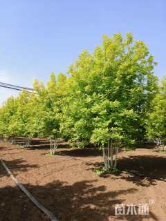 高度550厘米丛生金枝槐