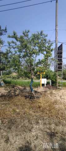 15公分丛生乌桕