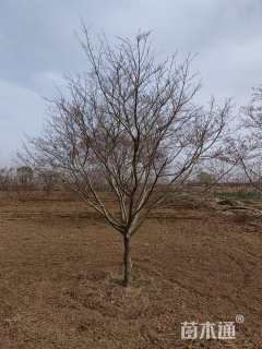 10公分日本红枫