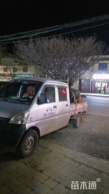 高度300厘米牡丹