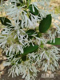 高度500厘米丛生流苏