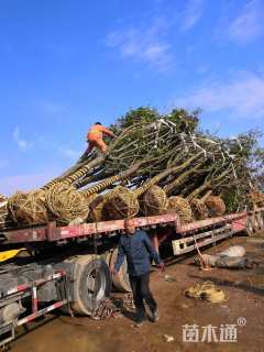 15公分黄山栾树