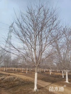 18公分染井吉野樱