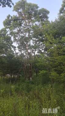 70公分(4杆)丛生乌桕