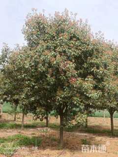 10公分红叶石楠