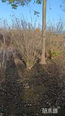 高度300厘米丛生木槿