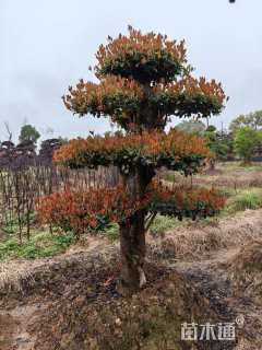 22公分造型椤木石楠