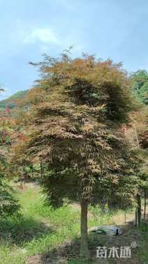 高度250厘米羽毛枫