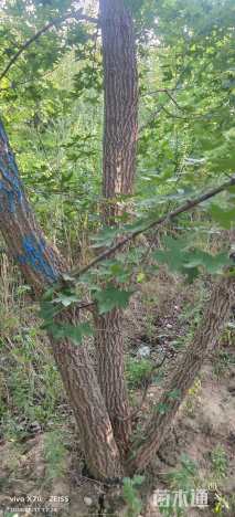 高度600厘米丛生五角枫