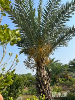裸干高300厘米银海枣