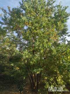 60公分(5杆)丛生乌桕