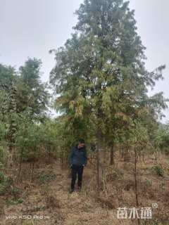 17公分墨西哥落羽杉