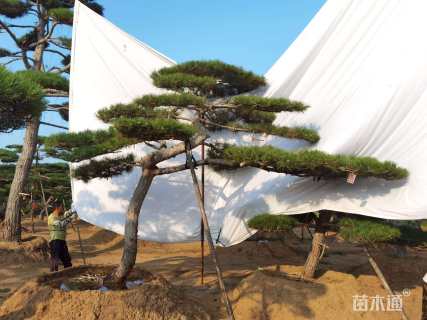 22公分造型油松