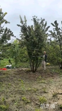 高度600厘米丛生茶条槭