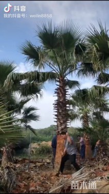 裸干高600厘米华盛顿棕榈