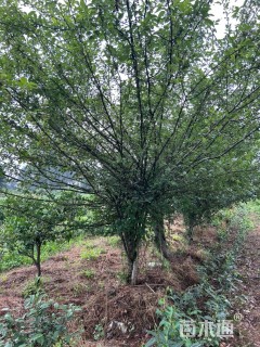 20公分垂丝海棠