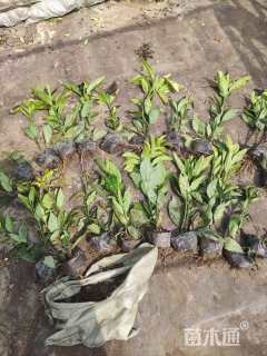 高度25厘米桃叶珊瑚