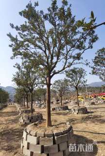 高度500厘米金桔