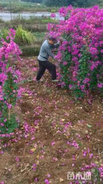 高度350厘米紫花三角梅