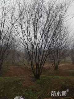 35公分丛生朴树