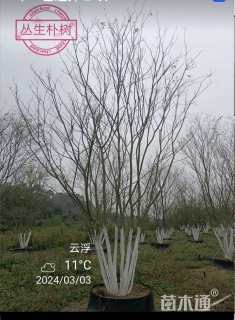 18公分(5杆)丛生朴树