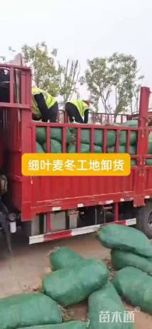 高度15厘米石蒜