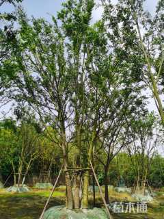 75公分丛生朴树