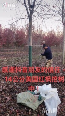 12公分美国红枫