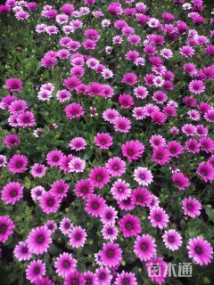 高度38厘米万寿菊