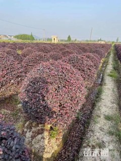 冠幅150厘米红花继木球