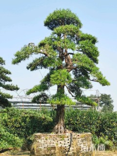 45公分日本罗汉松