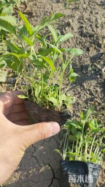 高度15厘米穗花婆婆纳