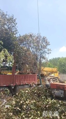 10公分红宝石海棠